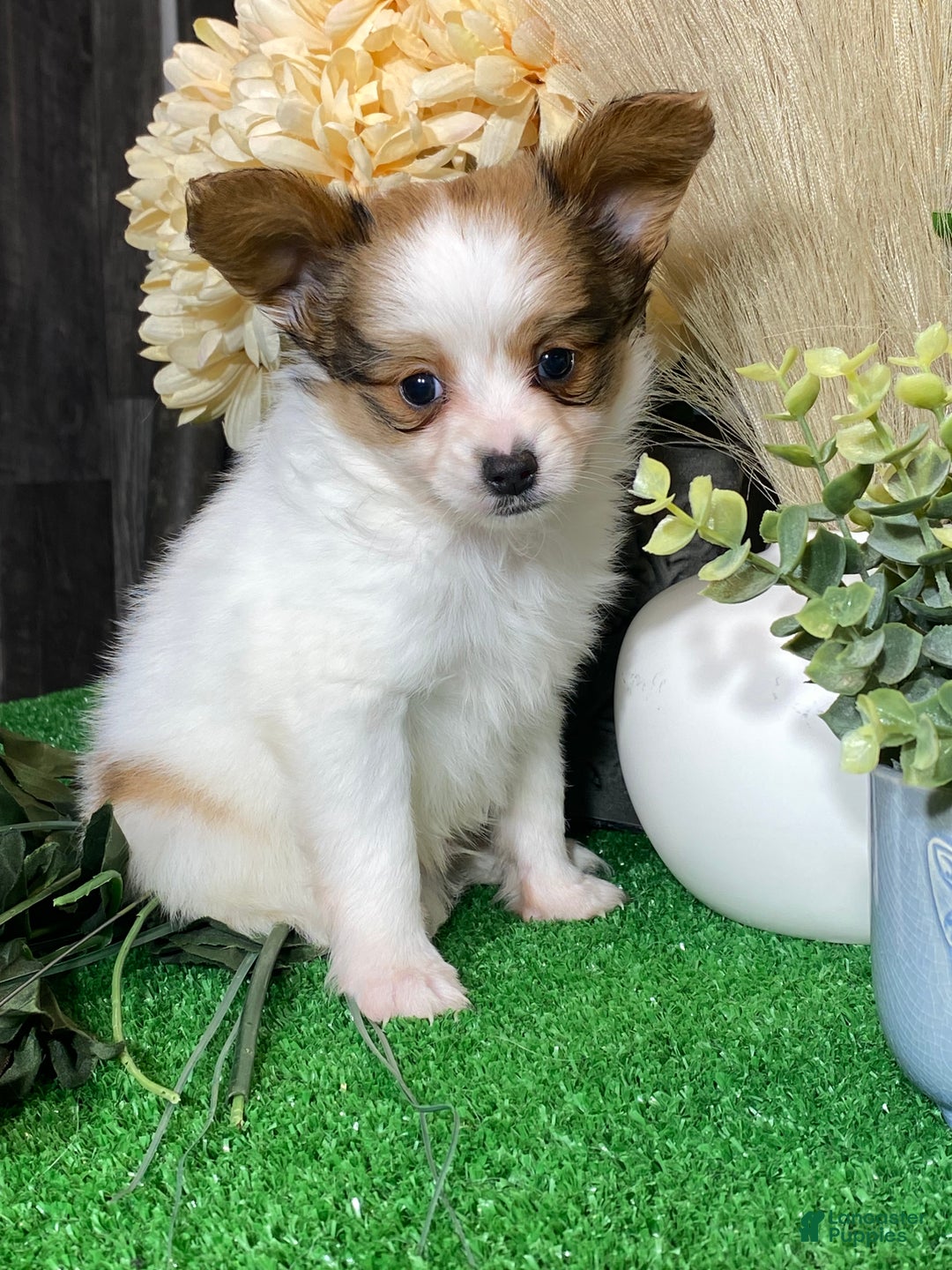 Papillon dogs for sale: Remmi - Ad 1