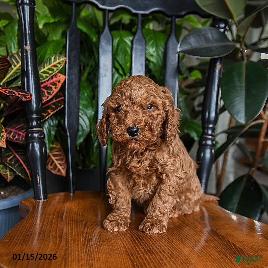 Cavapoo dogs for sale: Blue - Ad 3