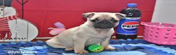Pug dogs for sale: Valentina - Ad 4