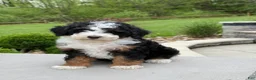 Miniature Poodle dogs for sale: Rory  - Ad 2