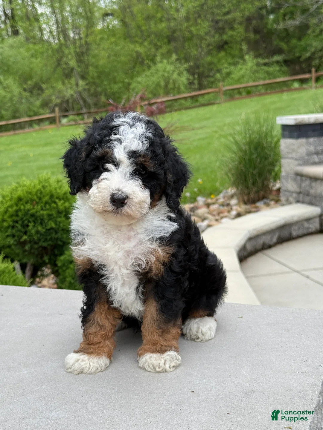 Miniature Poodle dogs for sale: Rory  - Ad 2