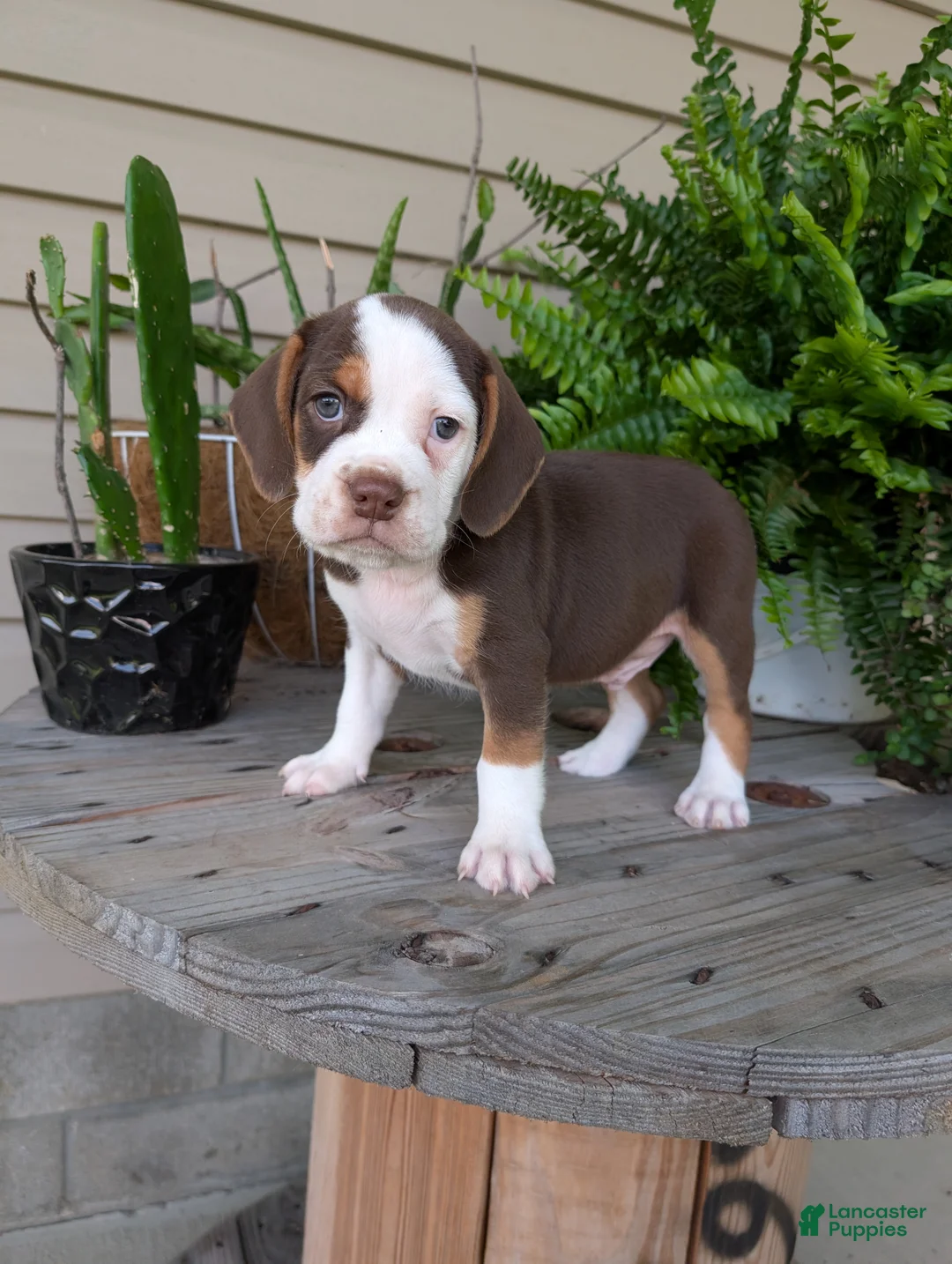 Beabull dogs for sale: Max - Ad 1