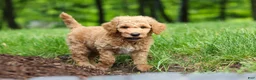 Standard Poodle dogs for sale: Leo - Ad 12