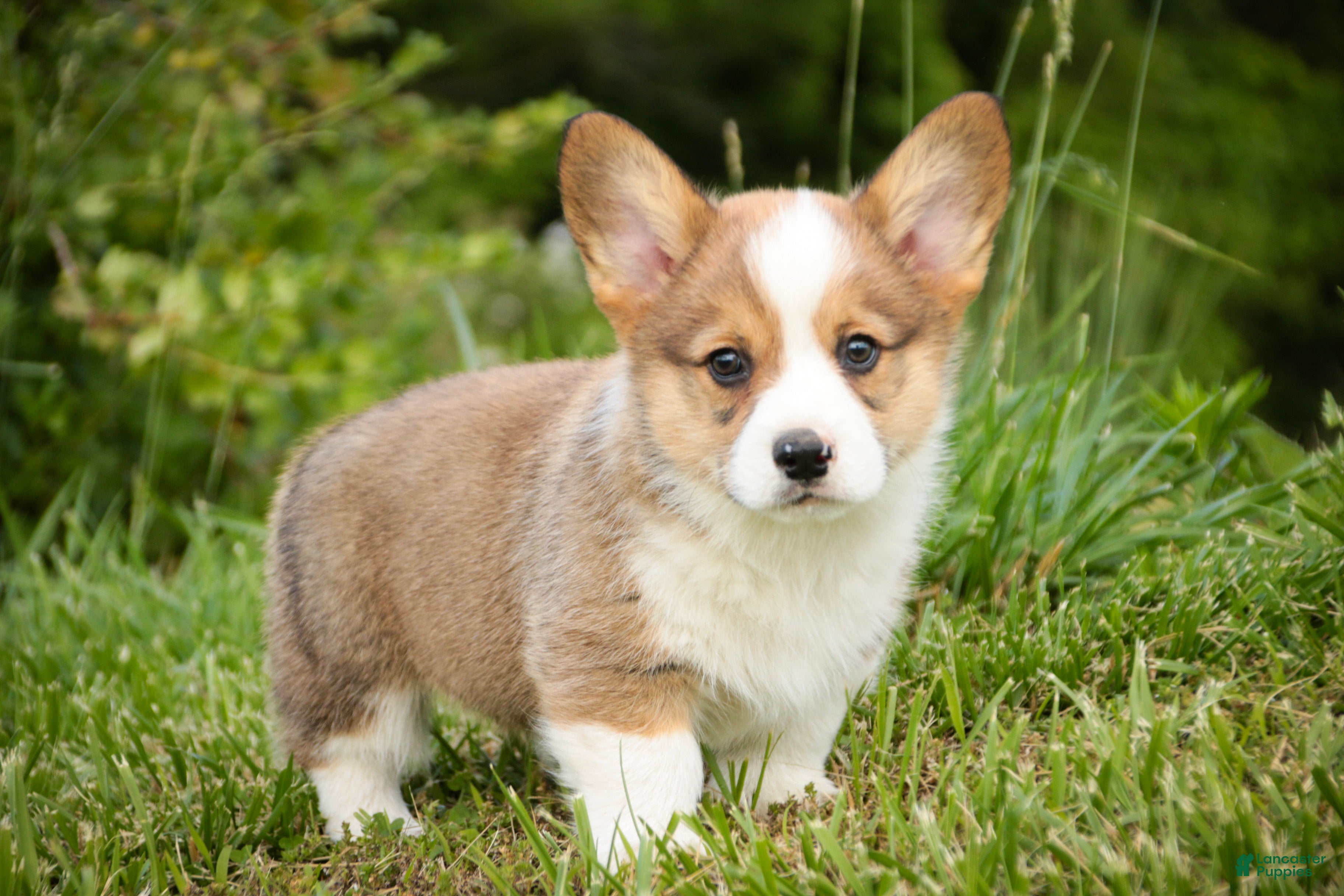 Welsh Corgi Pembroke dogs Buzz - Ad 1
