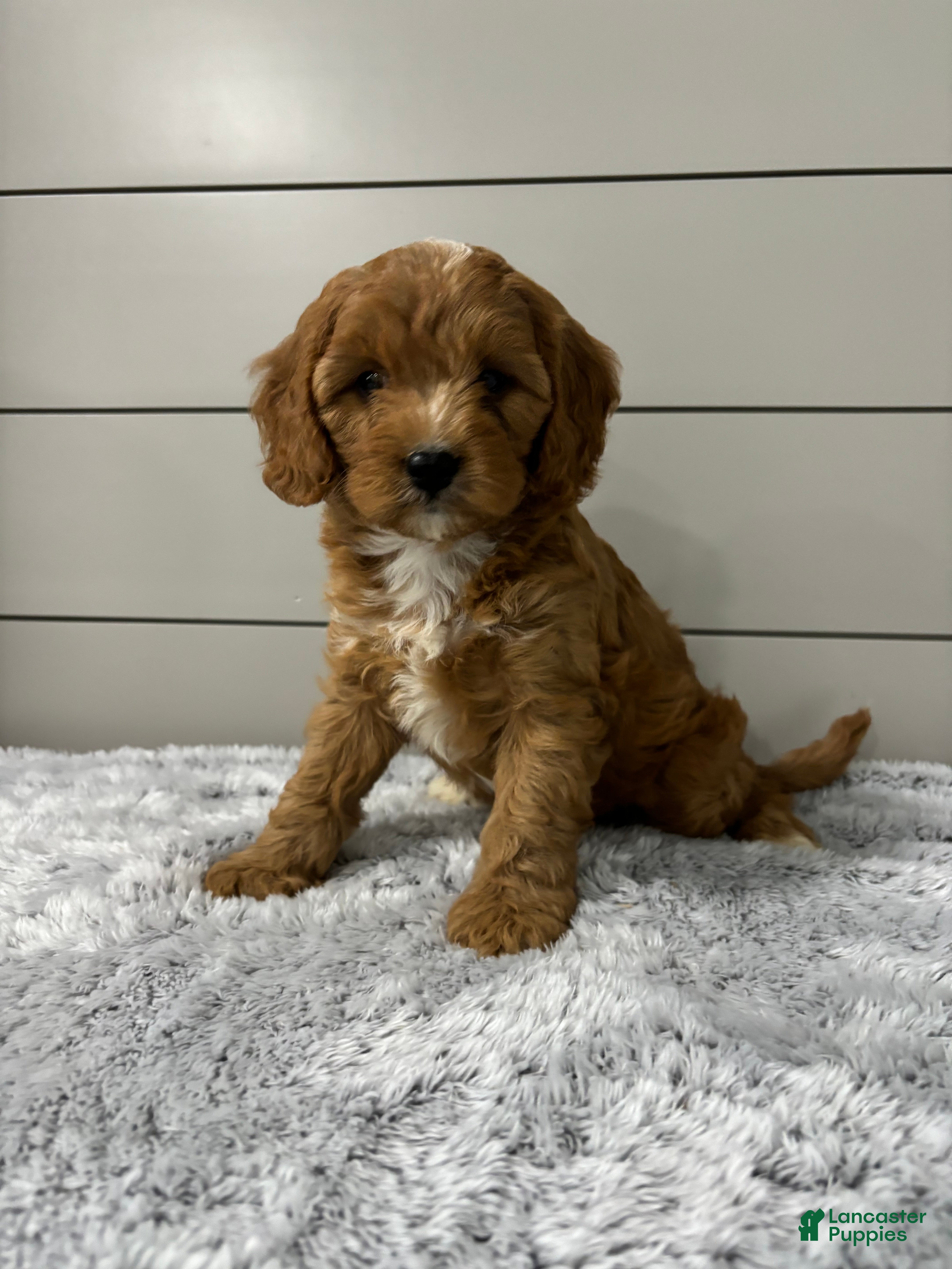 Cavapoo dogs Nova - Ad 1
