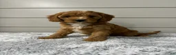Cavapoo dogs for sale: Nova - Ad 1