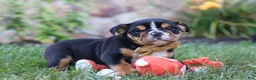 Beabull dogs for sale: Rockstar - Ad 5