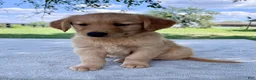 Golden Retriever dogs for sale: Dexter - Ad 5