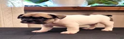 French Bulldog dogs for sale: S’mores Dark green  - Ad 3