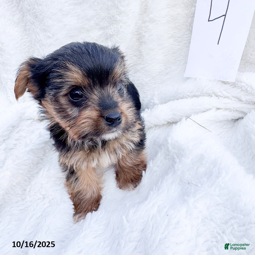 Yorkshire Terrier dogs for sale: Teddy - Ad 3