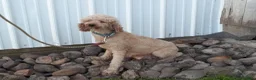 Cockapoo dogs for sale: Beverly - Ad 8