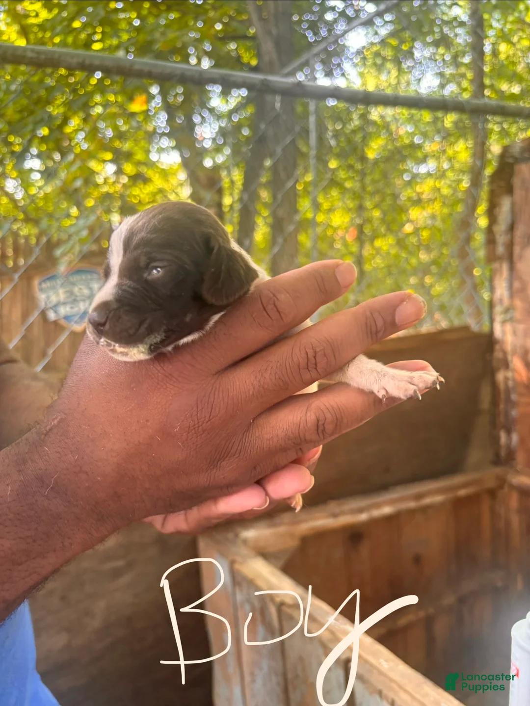 German Shorthaired Pointer dogs for sale: German Shorthaired Pointer 3 - Ad 1