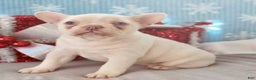 French Bulldog dogs for sale: Snowflake - Ad 4