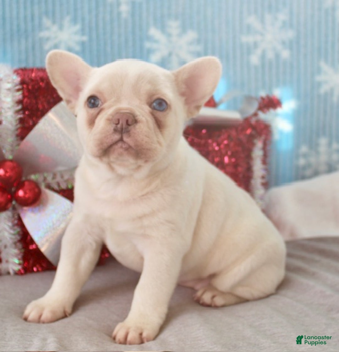 French Bulldog dogs for sale: Snowflake - Ad 4