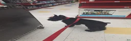 Giant Schnauzer dogs for sale: Giant Schnauzer ruby  - Ad 16