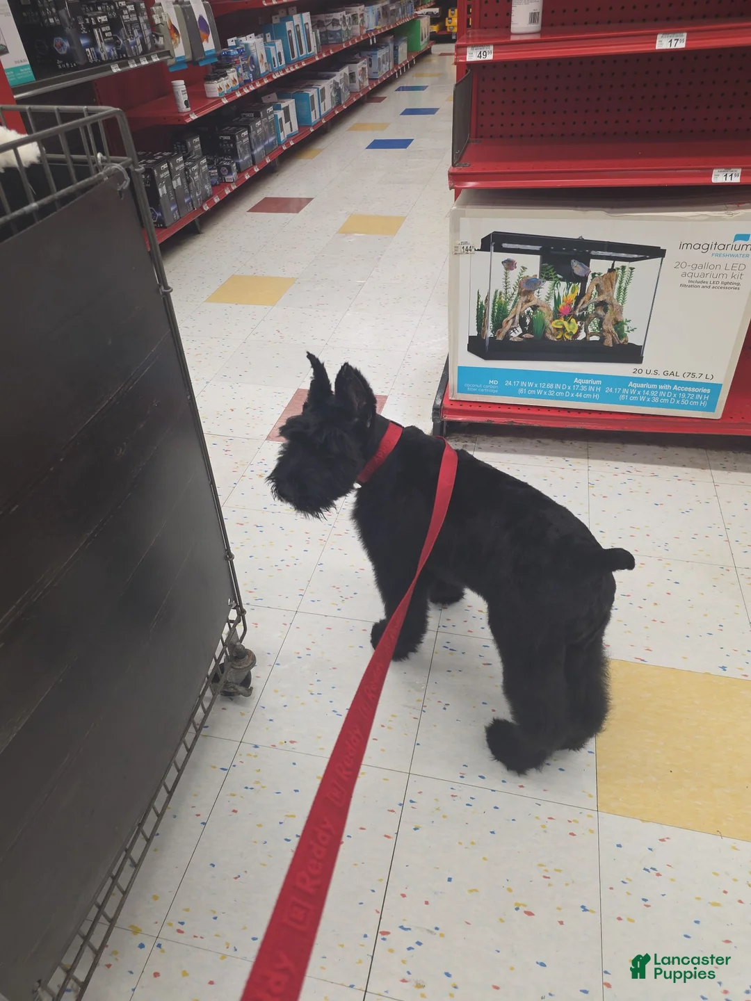 Giant Schnauzer dogs for sale: Giant Schnauzer ruby  - Ad 16