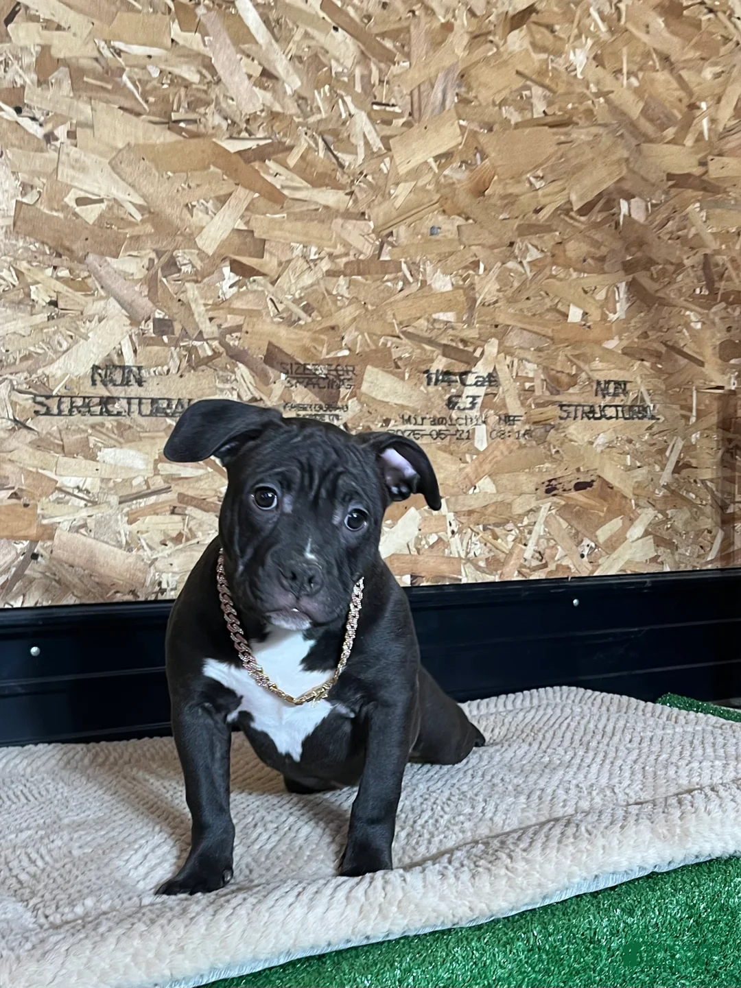 American Bully dogs for sale: Nova - Ad 7