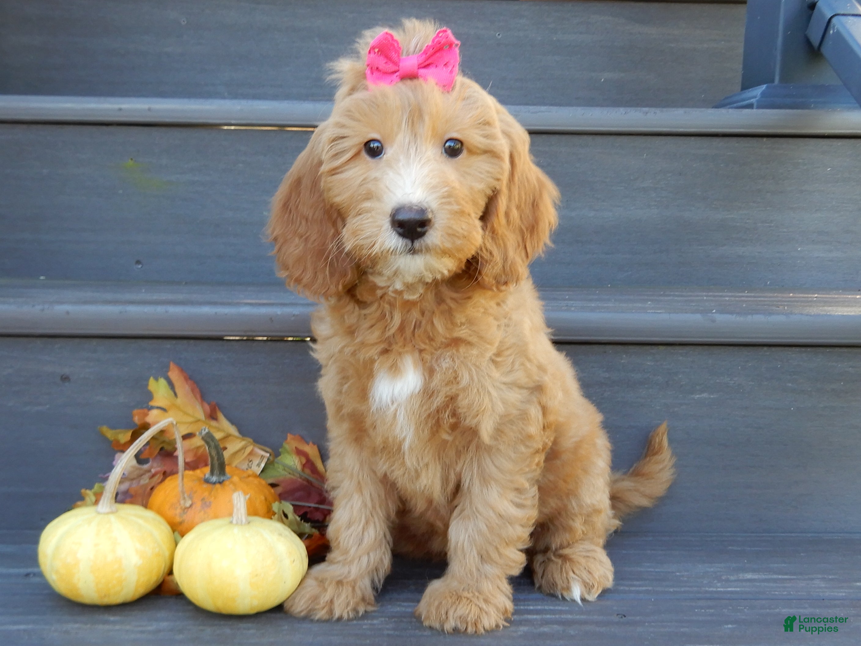 Mini Goldendoodle dogs Ginger - Ad 1