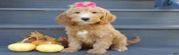 Mini Goldendoodle dogs for sale: Ginger - Ad 1