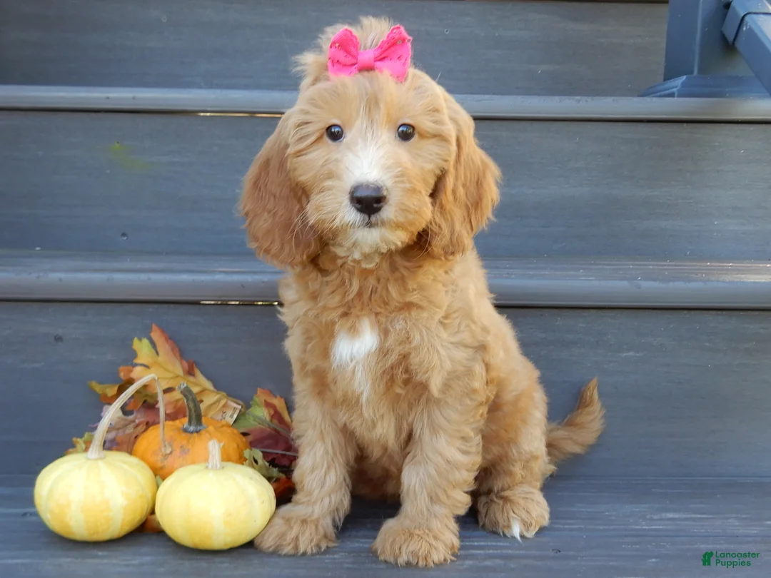 Mini Goldendoodle dogs for sale: Ginger - Ad 1