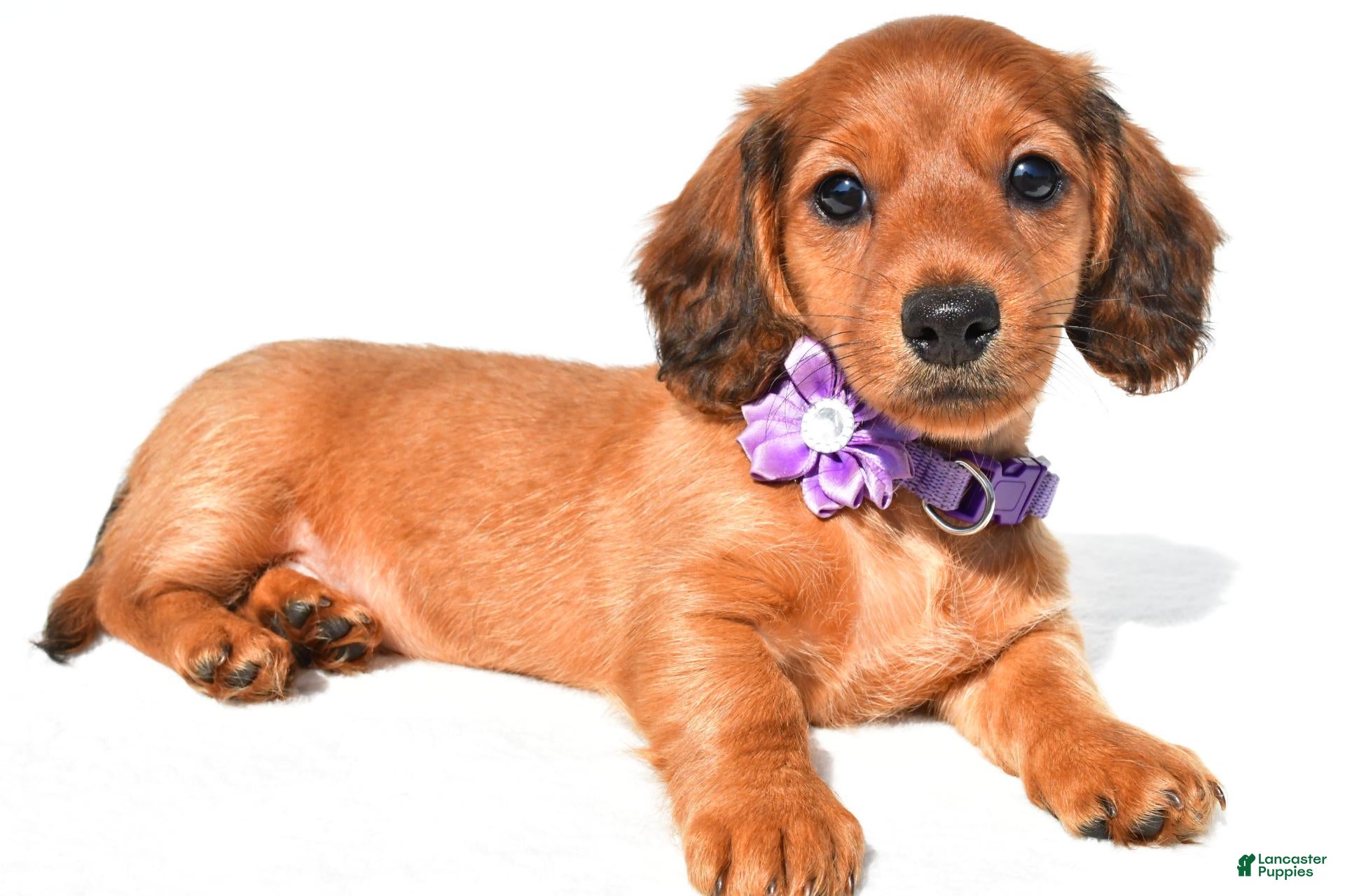 Miniature Dachshund dogs Jewel - Ad 2