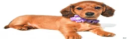 Miniature Dachshund dogs for sale: Jewel - Ad 2