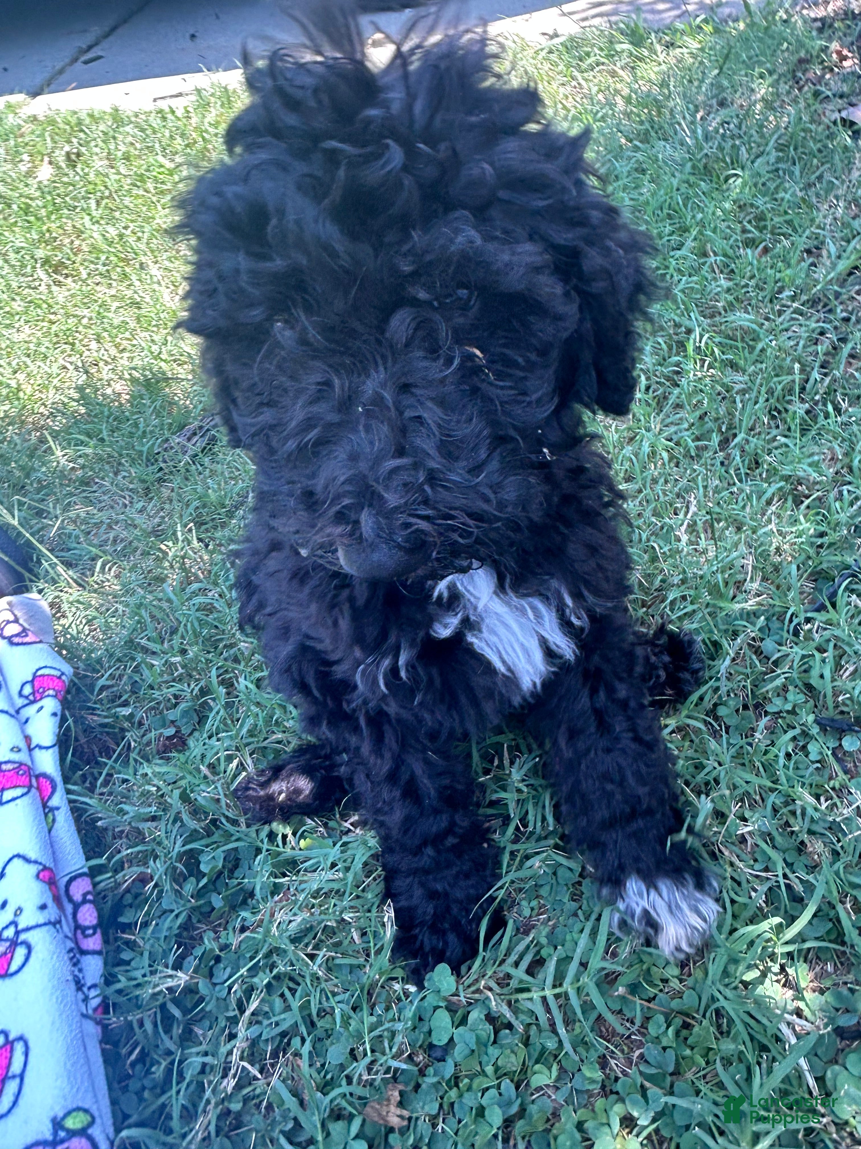 Bordoodle dogs Shadow  - Ad 10