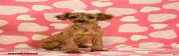 Cavapoo dogs for sale: Whisper - Ad 4