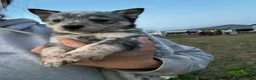 Australian Cattle Dog dogs for sale: Kayce - Ad 5