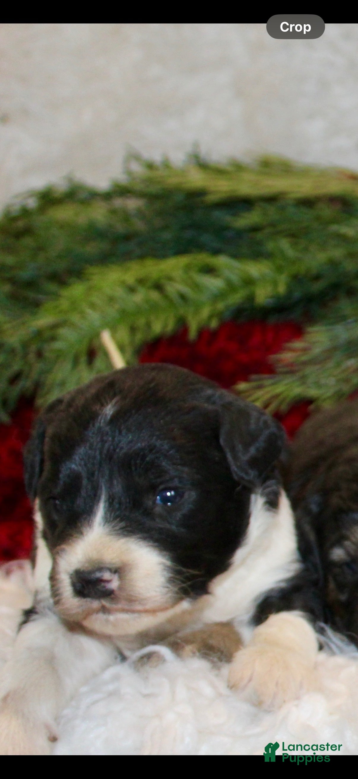 Mini Aussiedoodle dogs Mini Aussiedoodle Puppy 1 - Ad 2