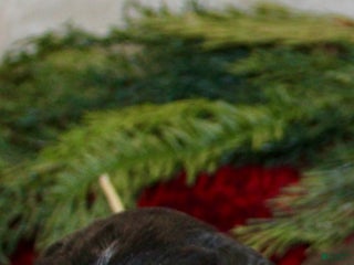 Mini Aussiedoodle dogs Mini Aussiedoodle Puppy 1 - Ad 2