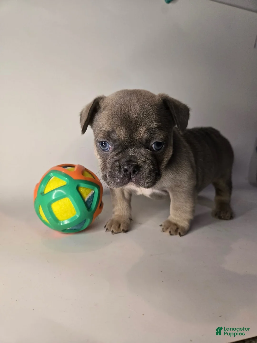 French Bulldog dogs for sale: Lucky - Ad 2