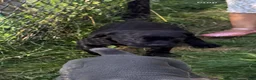 Cane Corso dogs for sale: Panther  - Ad 7