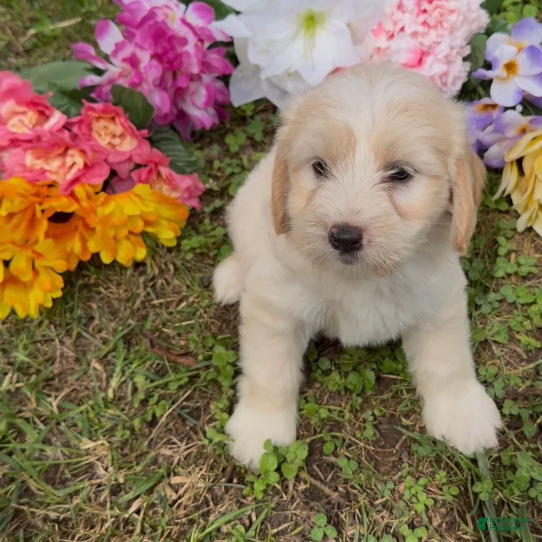 Mini Goldendoodle dogs for sale: Cedar - Ad 5