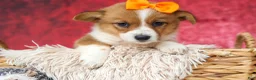 Welsh Corgi Pembroke dogs for sale: Audrey🦴  - Ad 15