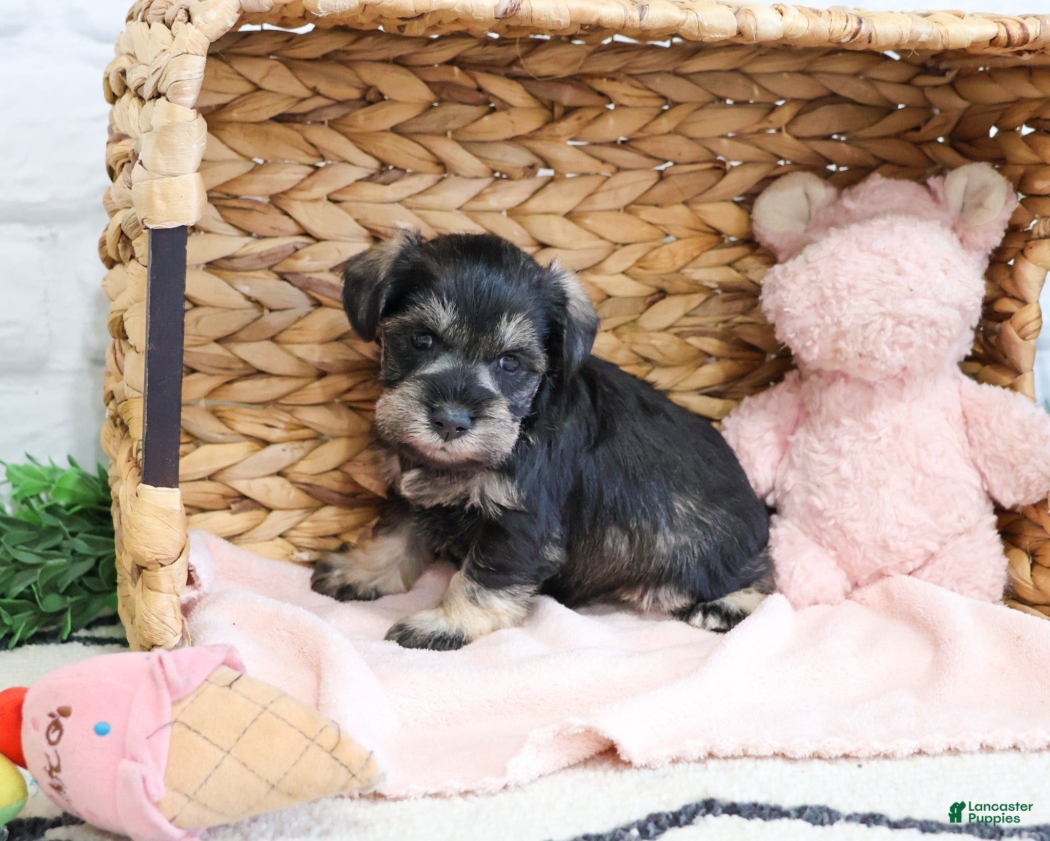 Miniature Schnauzer dogs Taylor - Ad 33