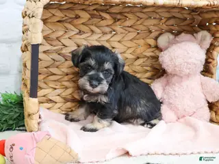Miniature Schnauzer dogs Taylor - Ad 33