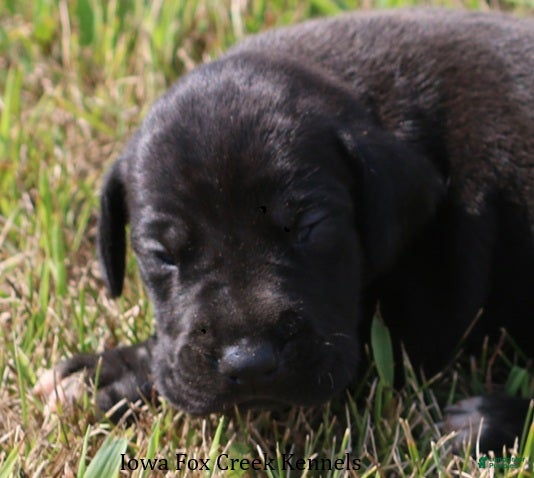 Great Dane dogs Sadie - Ad 30