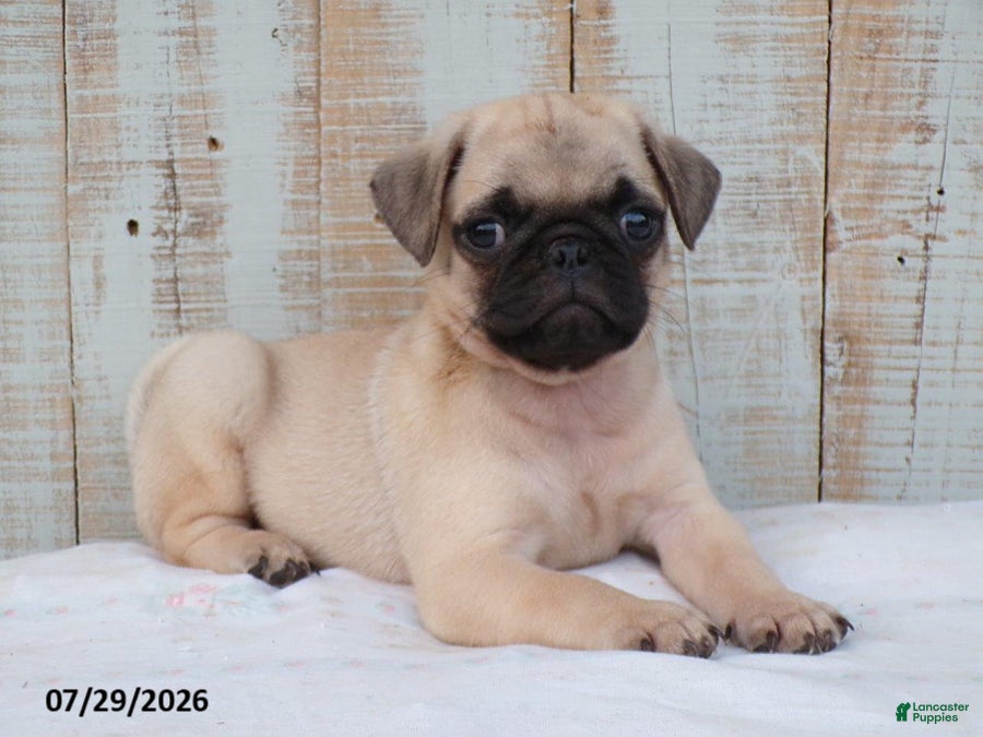 Pug dogs Mory - Ad 1