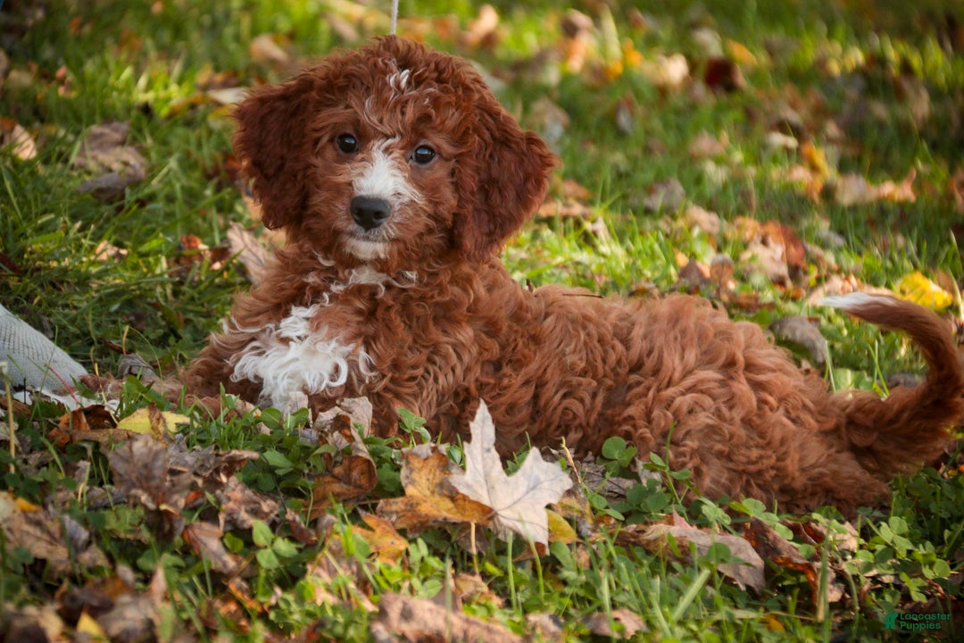 Cavapoo dogs for sale: Rory Cavapoo  - Ad 1