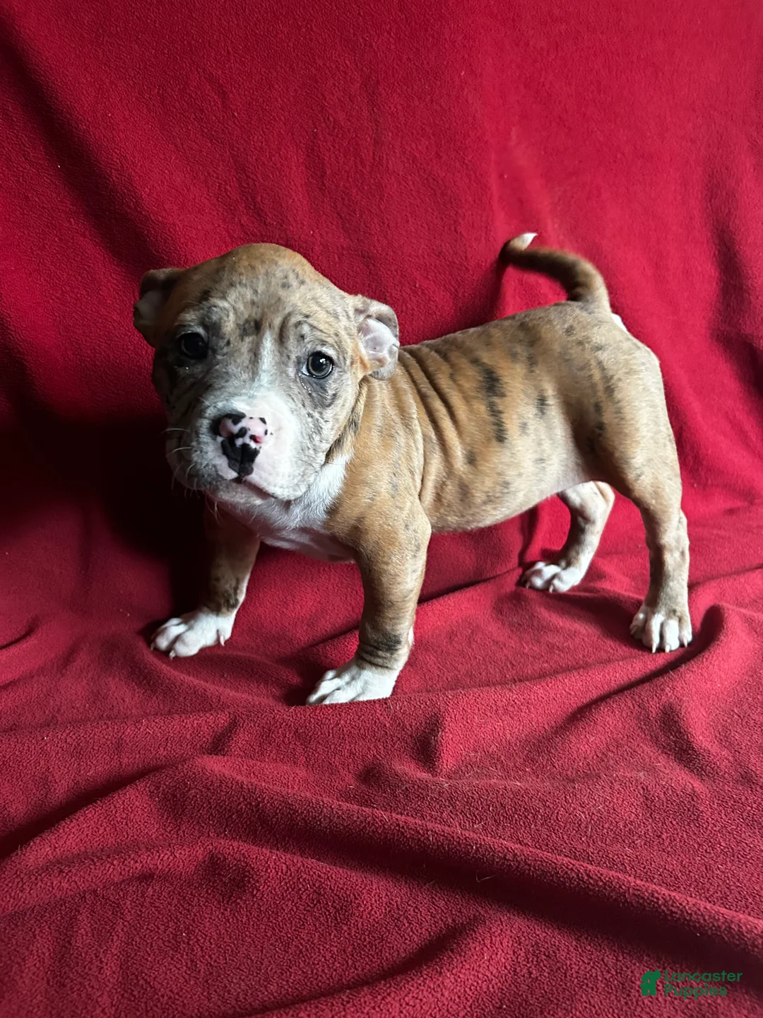 American Bully dogs for sale: American Bully Puppy 4 - Ad 2