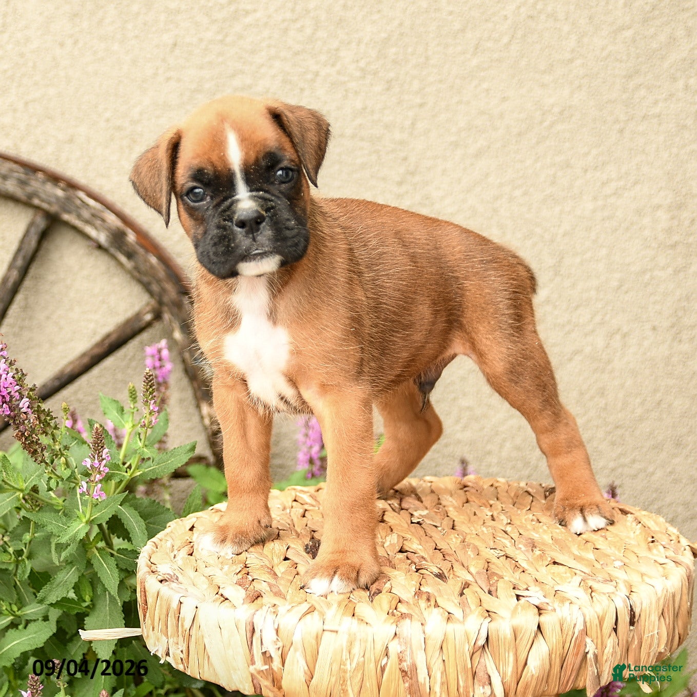 Boxer dogs Blake - Ad 2