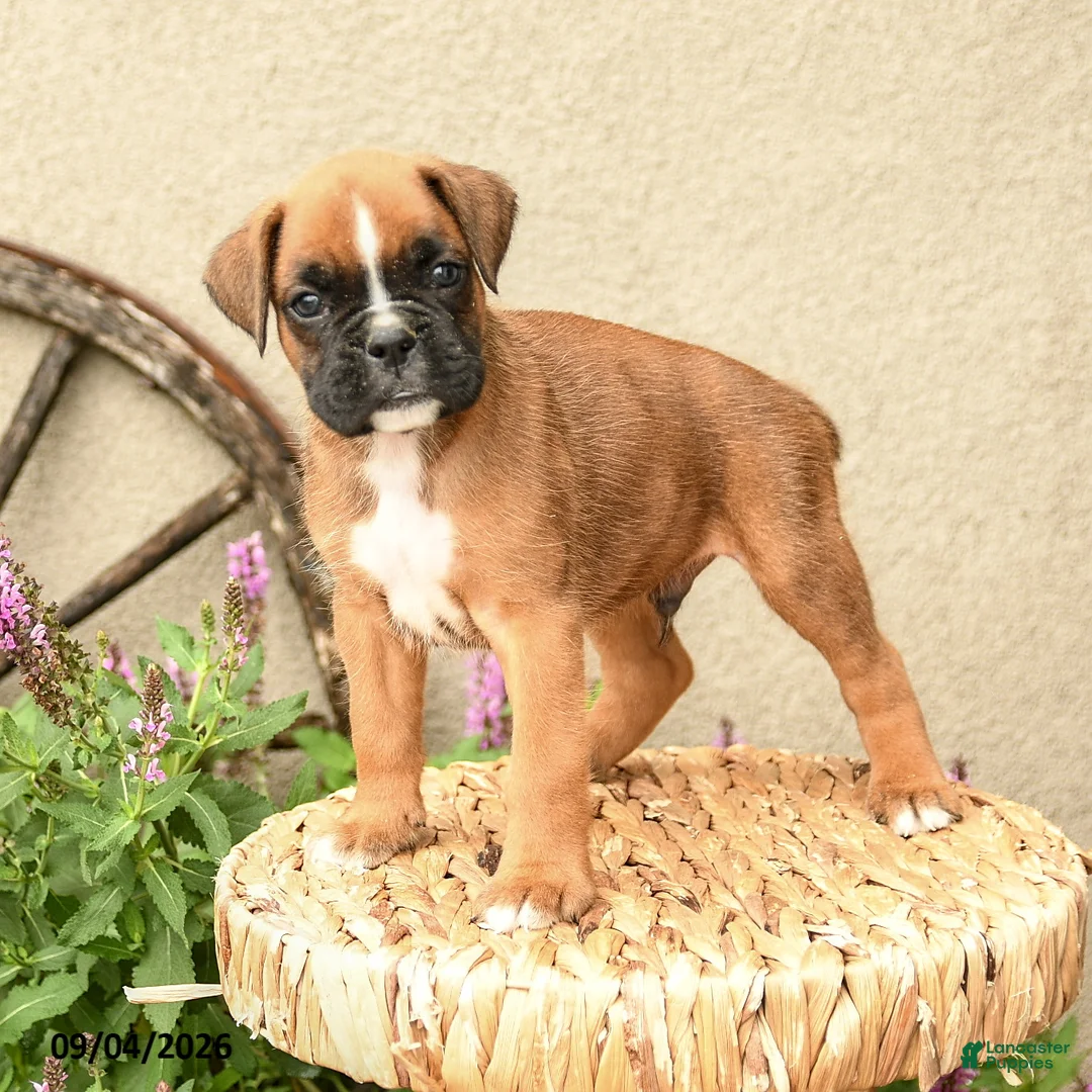 Boxer dogs for sale: Blake - Ad 2