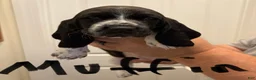 Basset Hound dogs for sale: Muffin - Ad 1