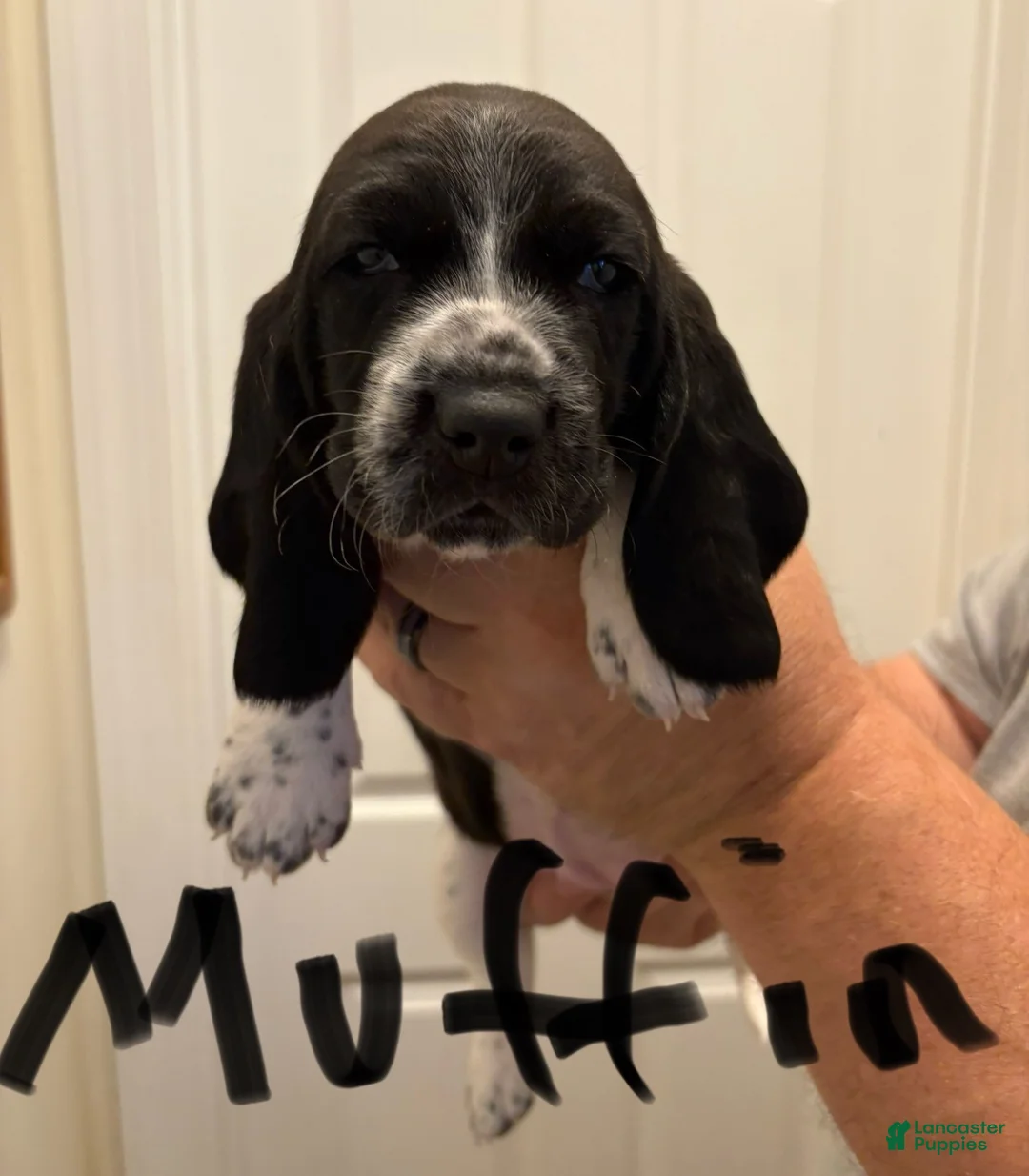 Basset Hound dogs for sale: Muffin - Ad 1