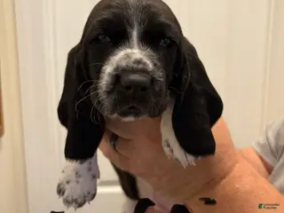 Basset Hound dogs Muffin - Ad 8