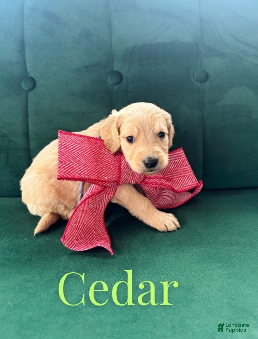 Goldendoodle dogs for sale: Cedar - Ad 4