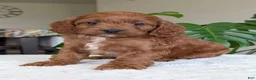 Cavapoo dogs for sale: Ellie - Ad 4