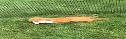 Golden Retriever dogs for sale: Golden Retriever 2 Sunshine  - Ad 5