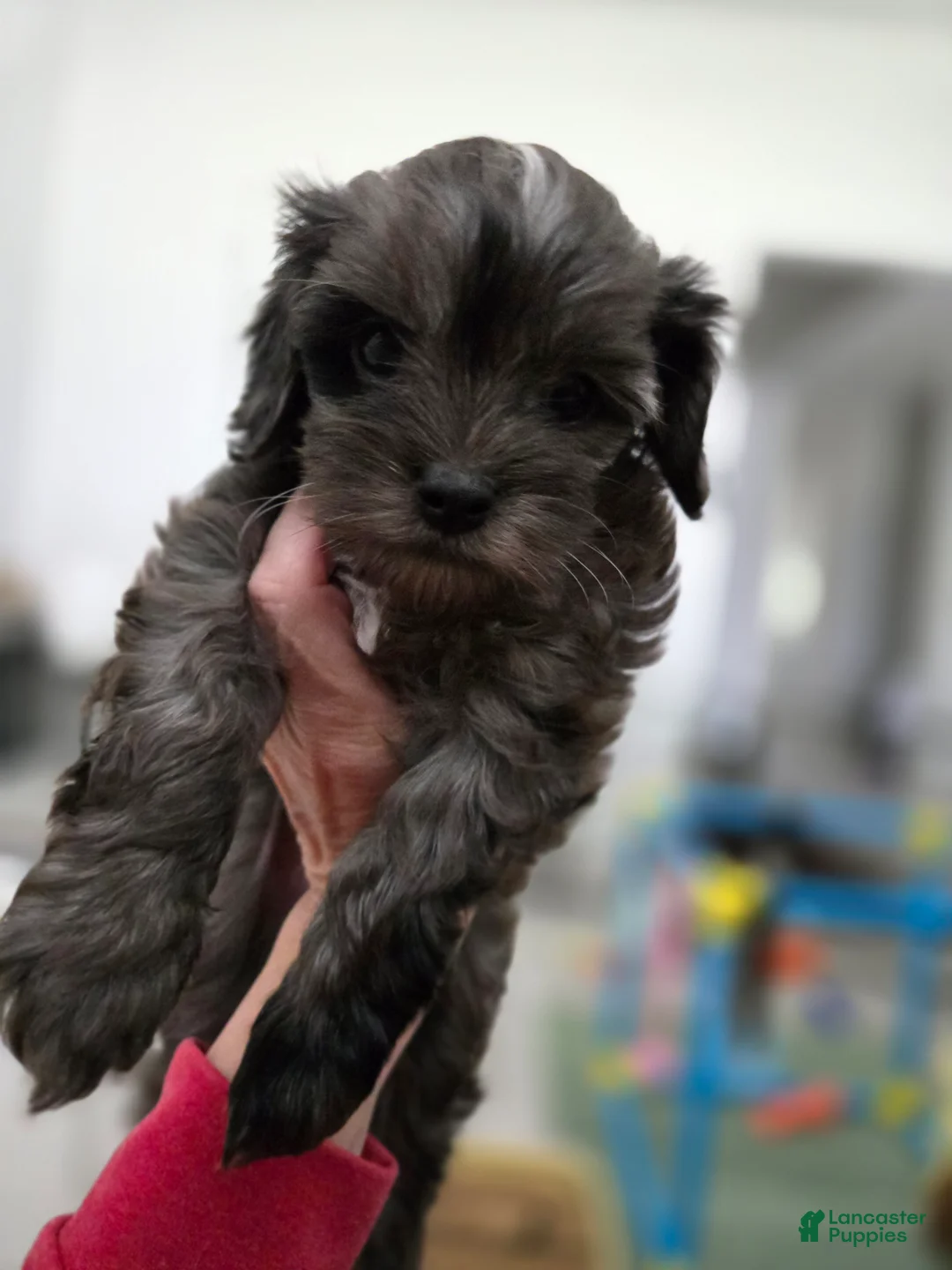 Cavapoo dogs for sale: Cavapoo Puppy 4- Maverick - Ad 2